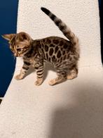 Bengaalse kittens, Meerdere dieren, Met stamboom, 0 tot 2 jaar