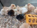 Orpington kuikens, Dieren en Toebehoren, Pluimvee, Geslacht onbekend, Kip