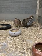 Montezuma kwartels, Dieren en Toebehoren, Meerdere dieren, Tropenvogel, Geringd