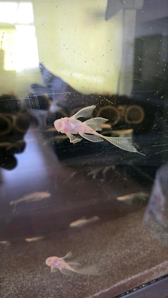 Algeneters Ancistrus L144 Longfin, Vis