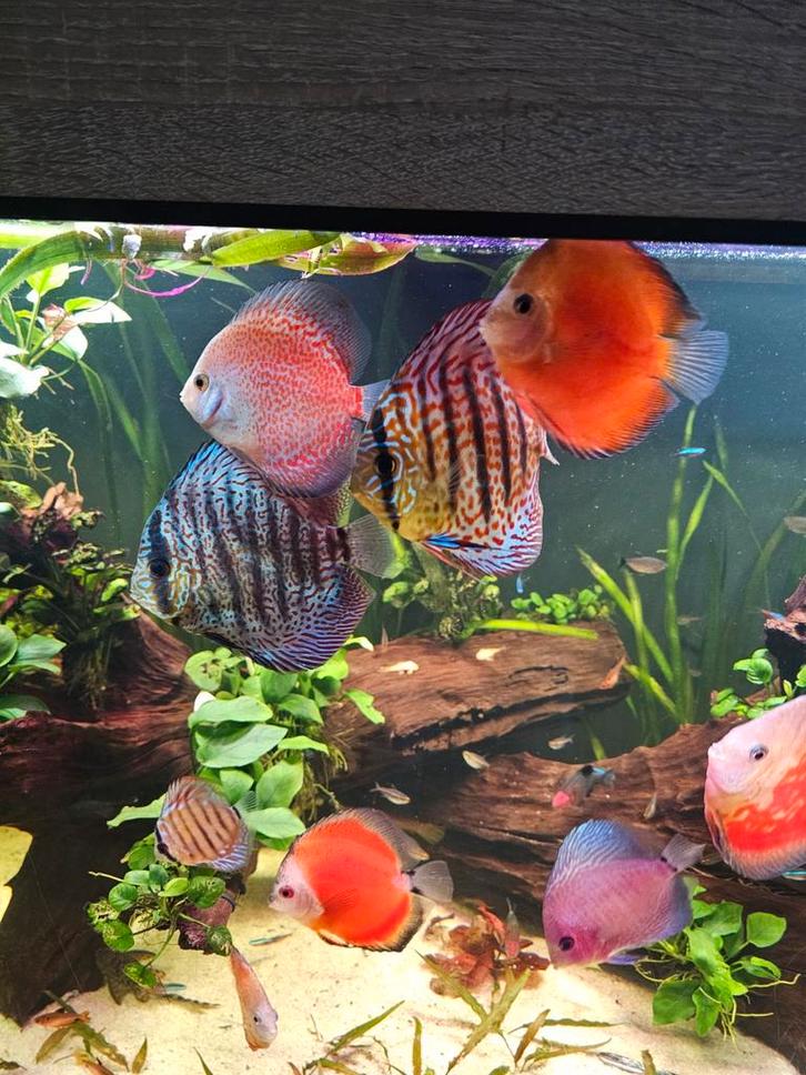 11 discus vissen, Dieren en Toebehoren, Vissen | Aquariumvissen, Vis