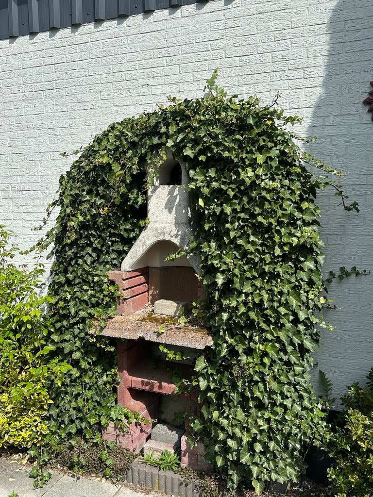 Tuinboog met klimop rozenboog, Ophalen, Vaste plant, Bloeit niet, Halfschaduw