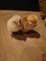 Lieve jonge kuikens, Dieren en Toebehoren, Meerdere dieren, Kip