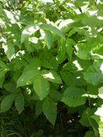 walnoot hazelaar boompjes kastanje hazelnoten voedselbos, Ophalen of Verzenden, Minder dan 100 cm, Overige soorten, Lente