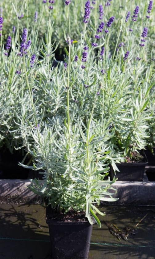 Lavendel in p9 pot, Tuin en Terras, Ophalen of Verzenden, Overige soorten, Volle zon