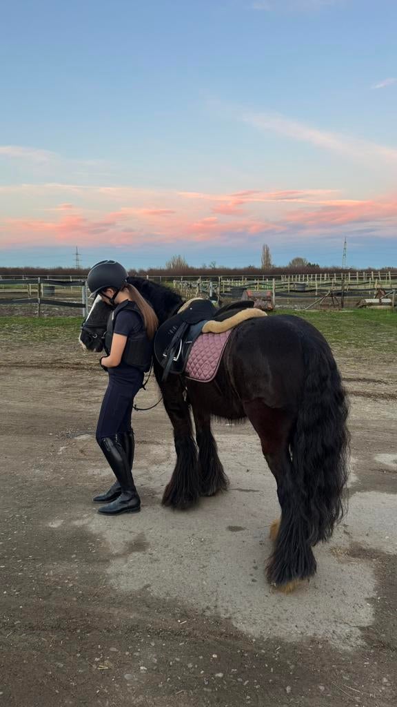 Verzorgpony gezocht, Dieren en Toebehoren, Ophalen of Verzenden, Zo goed als nieuw