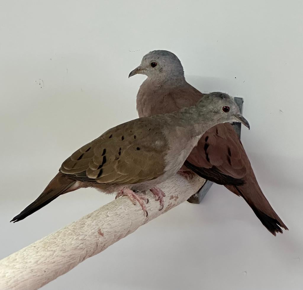 Talpacoti duifjes koppel, Meerdere dieren, Overige soorten