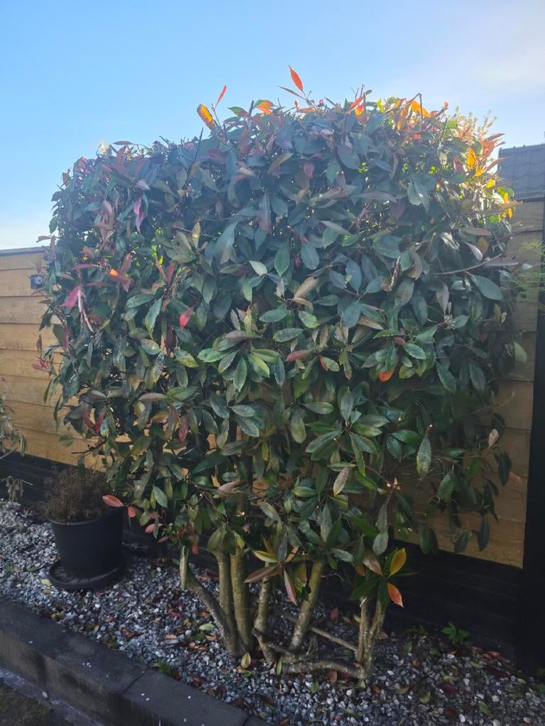 Glansmispel 'red robin' boom en leistruik/boom, Ophalen, Lente, Halfschaduw, Overige soorten