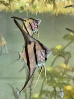 14 jonge maanvissen Pterophyllum Scalare Rio Nanay, Vis, Zoetwatervis, Schoolvis