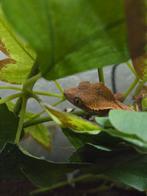 Wimpergeckos, Dieren en Toebehoren, Overige soorten, 0 tot 2 jaar