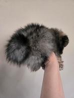 Pomeriaan Pup, Dieren en Toebehoren, Honden | Poolhonden, Keeshonden en Oertypen, Keeshond, 8 tot 15 weken, Teef, Eén hond