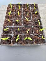 Paprika plantjes € 0,75 per stuk, Ophalen of Verzenden, Eenjarig, Groenteplanten, Volle zon