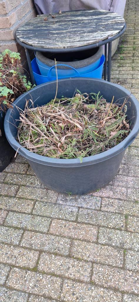 Hosta's in specie kuip, Tuin en Terras, Planten | Bomen, Overige soorten, Minder dan 100 cm, Halfschaduw, Zomer, Ophalen