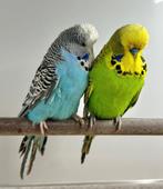 Engelse parkieten, Dieren en Toebehoren, Vogels | Parkieten en Papegaaien, Meerdere dieren, Parkiet