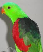 Gezocht : Roodvleugel man, Dieren en Toebehoren, Mannelijk, Parkiet, Geringd