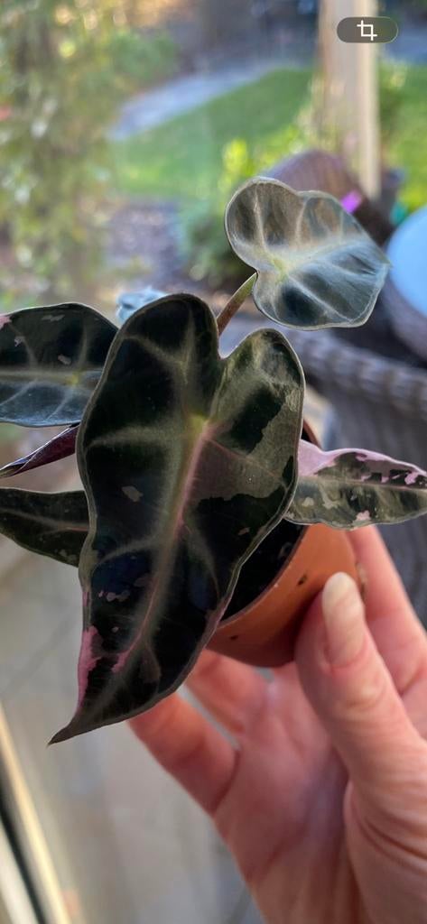 Alocasia Bambino Pink variegata plantje, Huis en Inrichting, Kamerplanten, Ophalen of Verzenden, Halfschaduw, Minder dan 100 cm
