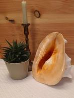 Schelp : Cassis cornuta - gehoornde helmschelp, Verzamelen, Mineralen en Fossielen, Ophalen of Verzenden, Schelp(en)