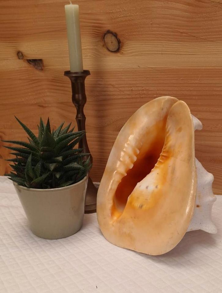 Schelp : Cassis cornuta - gehoornde helmschelp, Verzamelen, Mineralen en Fossielen, Schelp(en), Ophalen of Verzenden