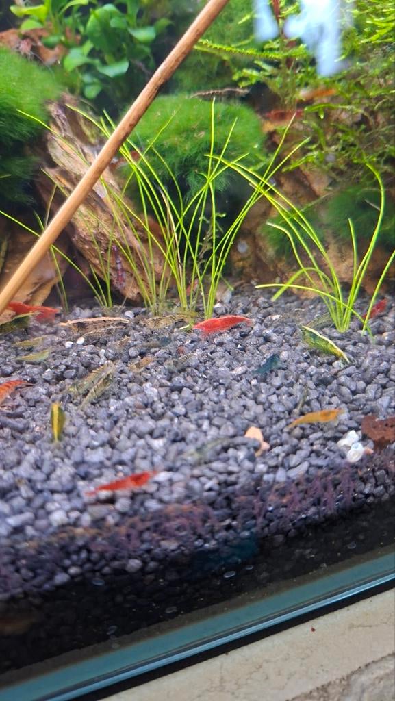 Garnalen kleurenmix, Kreeft, Krab of Garnaal