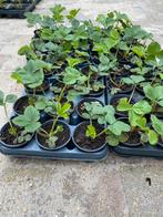Aardbeienplantjes/ Aardbeienplanten €1,- per stuk, Ophalen, Volle zon, Vaste plant, Fruitplanten