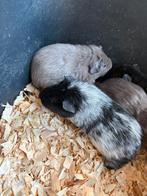4 lieve gladhaar cavia beren, Cavia, Mannelijk, Tam, September