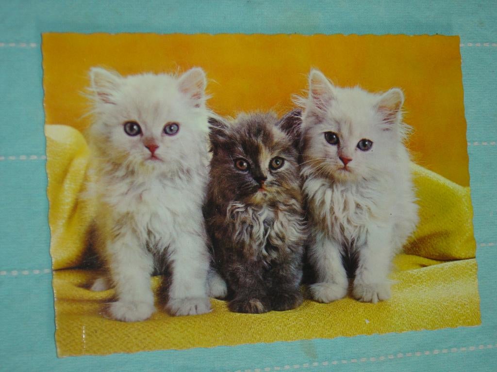 10) Kleurenansichtkaart  3 jonge Poesjes, Ophalen of Verzenden, 1960 tot 1980, Gelopen, Hond of Kat