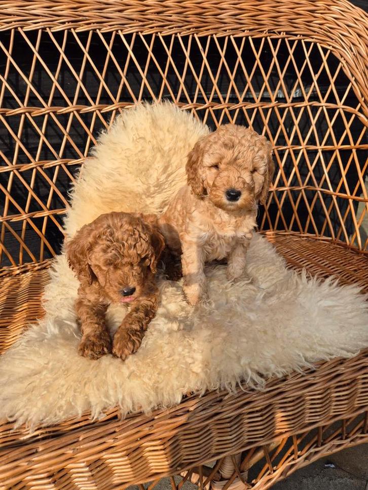 2  medium labradoodle reutjes 7 weken, Dieren en Toebehoren, Honden | Retrievers, Spaniëls en Waterhonden, Reu, Overige rassen