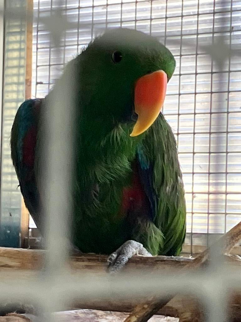 Edelpapegaai man 2017 of pop gezocht, Dieren en Toebehoren, Vogels | Parkieten en Papegaaien, Mannelijk, Papegaai, Geringd