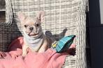 Franse bulldog pups, 15 weken tot 1 jaar, Buitenland, Parvo, Bulldog