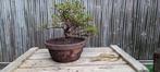 Bonsai, azalea, Halfschaduw, Overige soorten, Lente, Minder dan 100 cm
