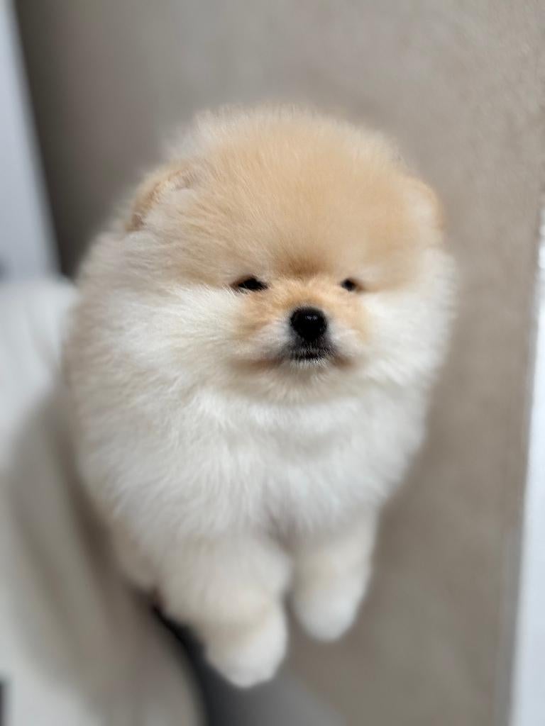 Dwergkees - Pomeranian BE, Dieren en Toebehoren, Parvo, België, Particulier, Keeshond