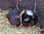 Cavia zeugjes, Dieren en Toebehoren, Knaagdieren, Januari, Vrouwelijk, Cavia