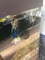 Maanvissen, Dieren en Toebehoren, Ophalen, Zo goed als nieuw, Overige typen