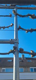 Steigerbuizen frame voor leibomen of lindes, pergola, Ophalen of Verzenden, Antenne