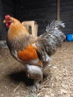 Brahma broedeieren zeldzamekleuren brahma grootblauwpatrijs, Dieren en Toebehoren, Pluimvee, Geslacht onbekend, Kip