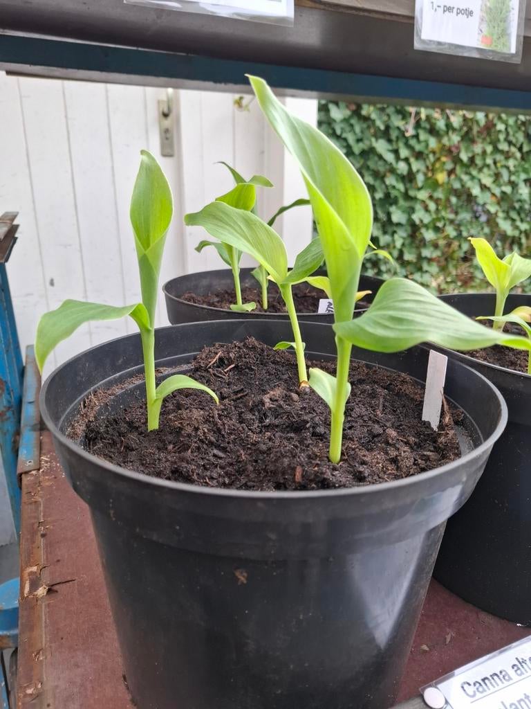 Canna altensteinii, 3 planten in pot, Ophalen, Overige soorten, Volle zon