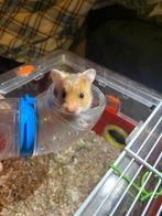 Jonge syrische hamster goudhamster man satijnen vacht., Dieren en Toebehoren, Knaagdieren, Hamster, Februari, Mannelijk, Tam