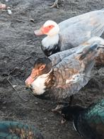 Jonge kaapseberg eend man, Dieren en Toebehoren, Mannelijk, Eend