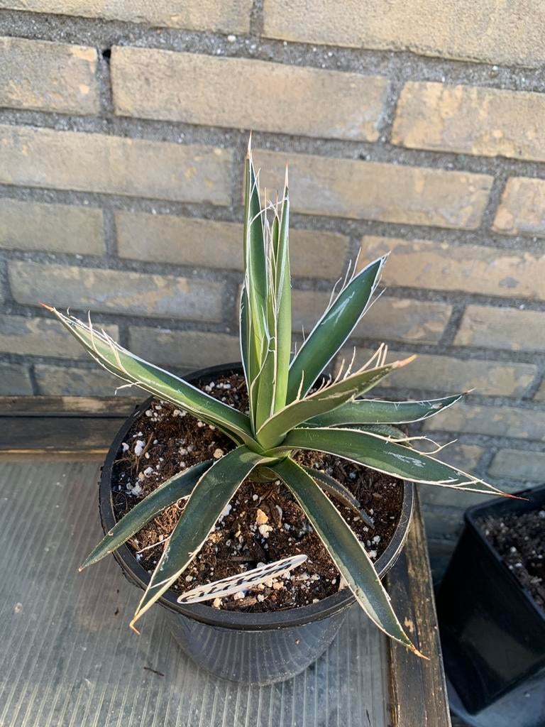 Agave filifera, Tuin en Terras, Ophalen, Bloeit niet, Overige soorten, Volle zon