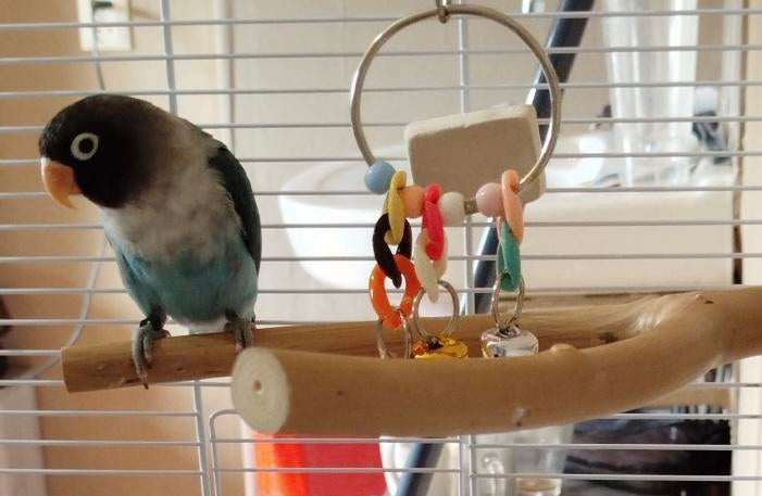 agapornis (mannetje), Dieren en Toebehoren, Vogels | Parkieten en Papegaaien, Mannelijk, Dwergpapegaai of Agapornis, Geringd