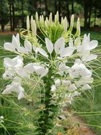 Zaden Cleome White Queen, Verzenden, Volle zon