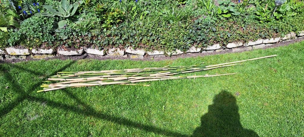 Gratis bamboe stokken, Ophalen, 20 m² of meer