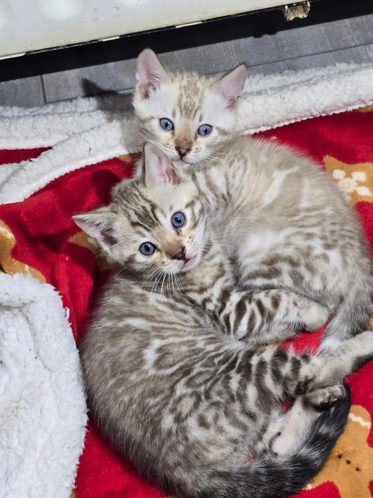 Ras zuivere Bengaal kittens met stamboom, Dieren en Toebehoren