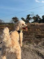 DEKREU, Rabiës (hondsdolheid), Reu, 1 tot 2 jaar, Eén hond