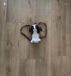 Honden tasje TY, Ophalen of Verzenden, Zo goed als nieuw, Overige kleuren, Overige typen