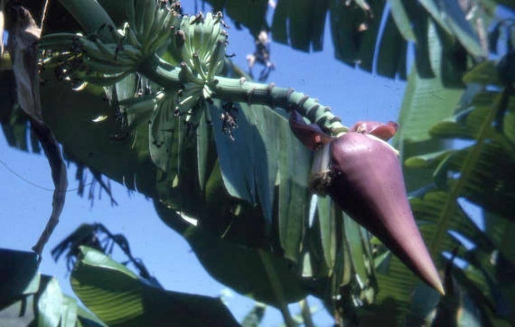 7 x Musa ochracea banaan zaden (verzenden kan ook), Ophalen, Gehele jaar, Volle zon, Zaad