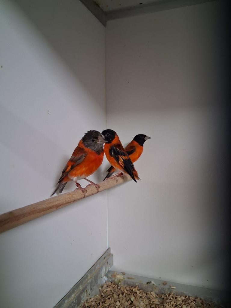 Meerdere mooie koppels kapoetsensijsen, Meerdere dieren