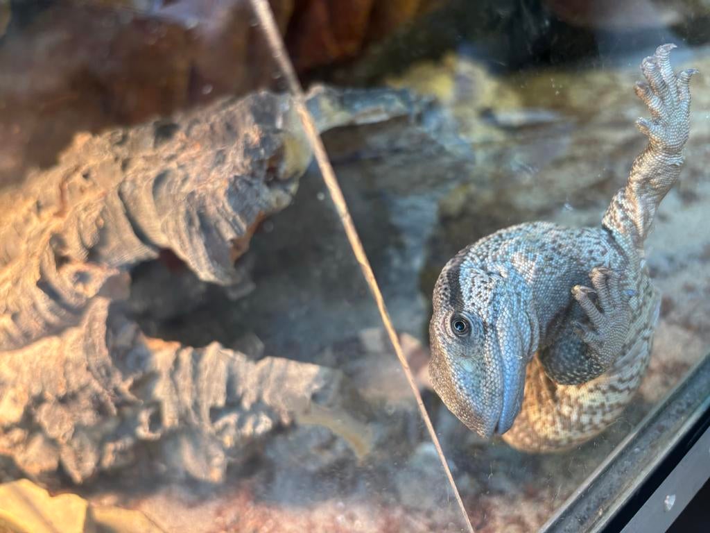 Witkeel varaan Monitor Lizard - unknown for sale from vvw