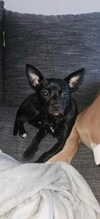 Bull chihuahua pup 10 maand, 15 weken tot 1 jaar, Overige rassen, Teef, Parvo
