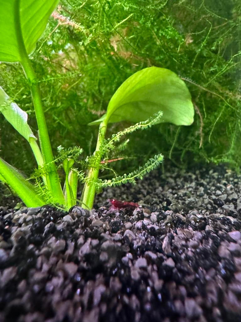 Twee bijzondere garnalen afkomstig van crystal red garnalen, Kreeft, Krab of Garnaal